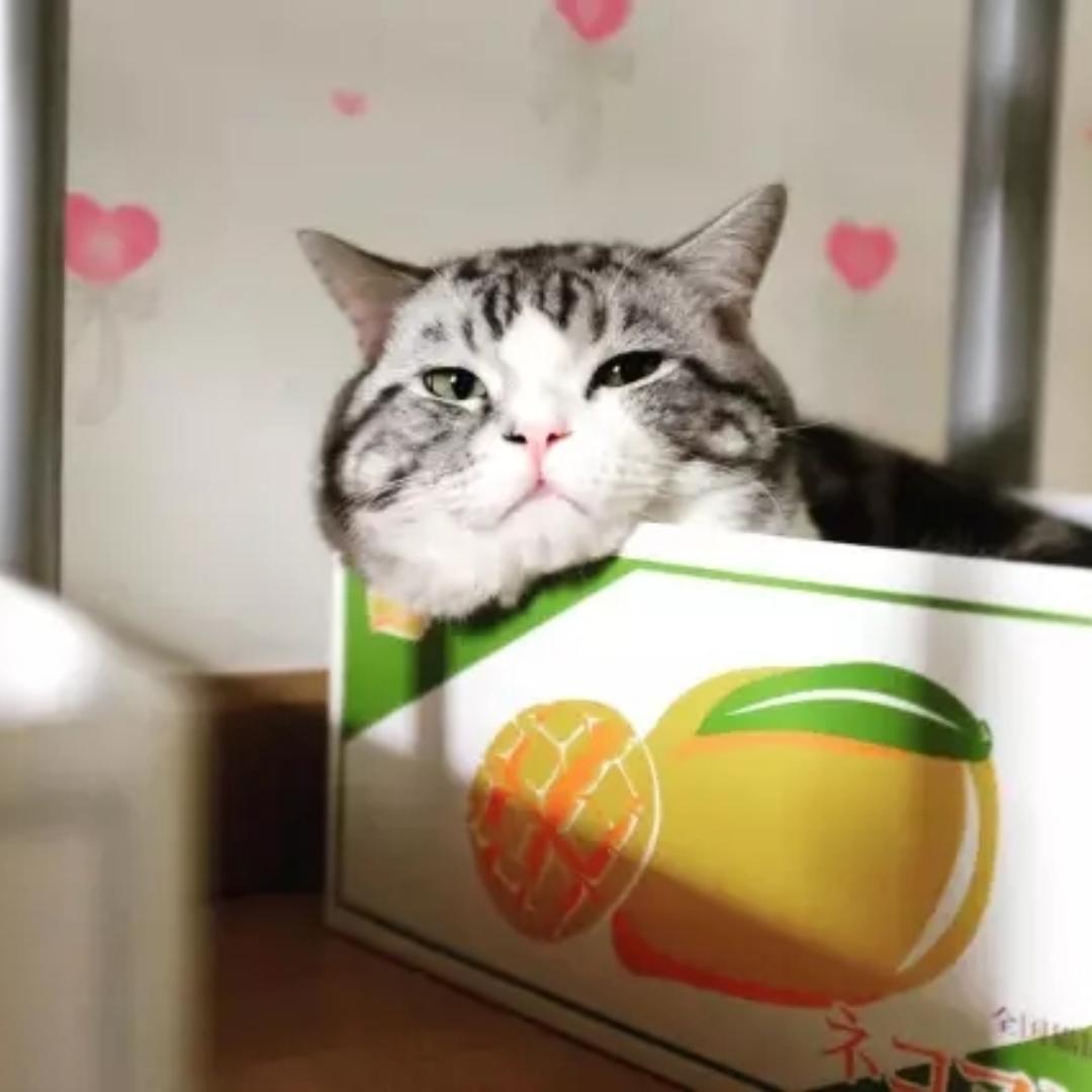猫的六便士