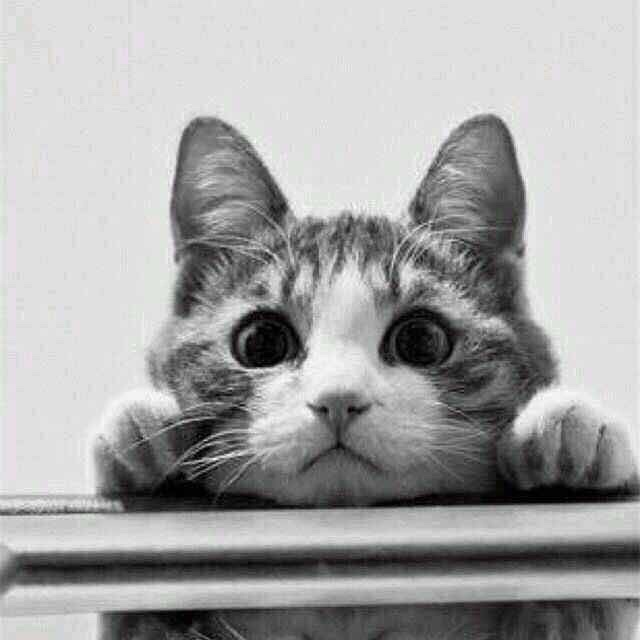 小星星星星summer