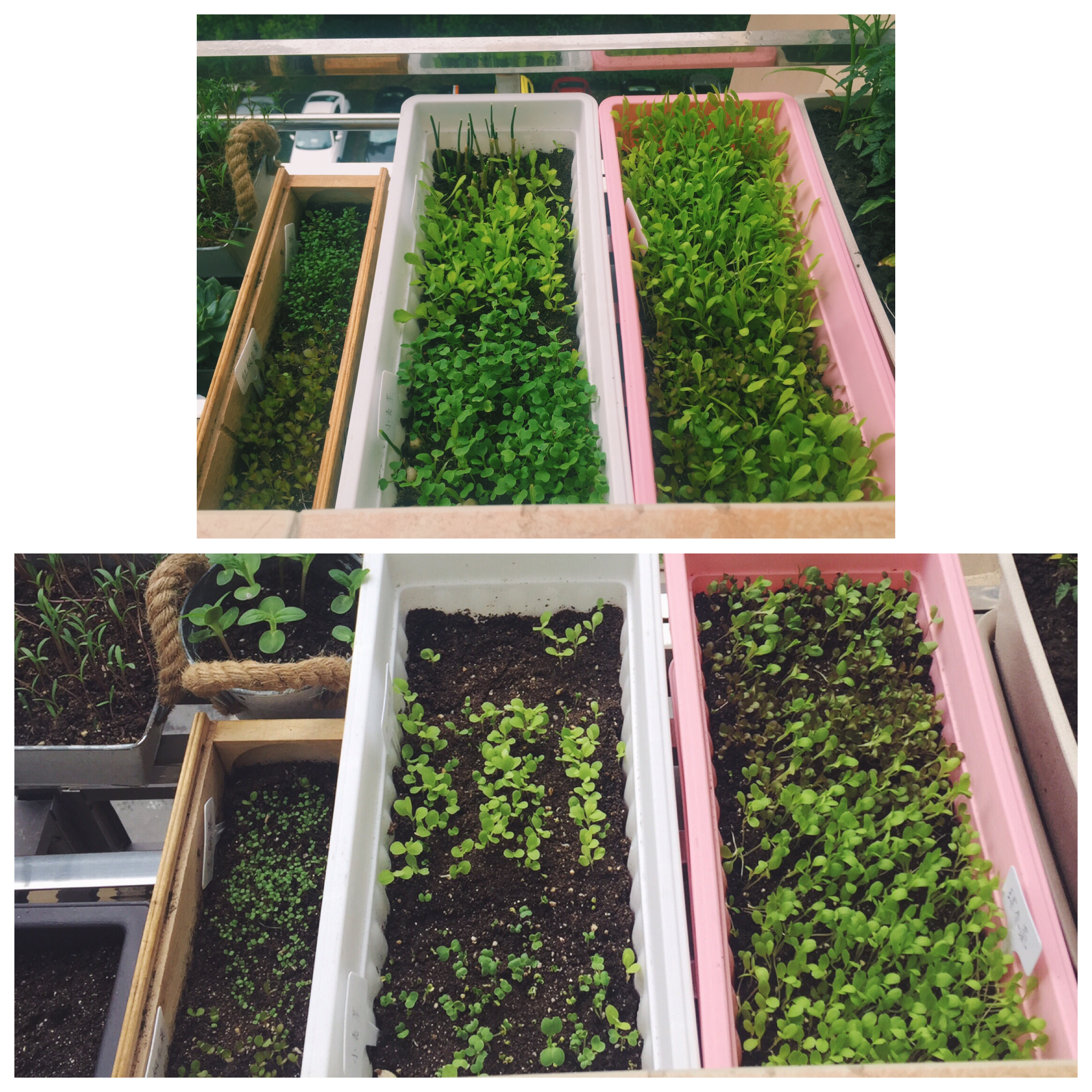 生菜（色拉用）生长记