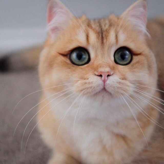 猫妖晶晶