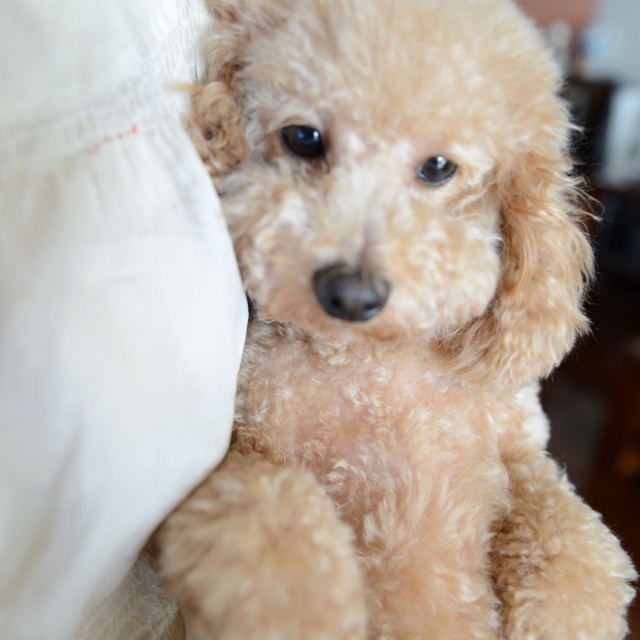 自制狗狗晚餐（三）