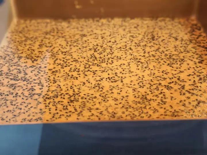 芝麻薄脆饼干，一步操作，超级简单