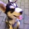 husky_