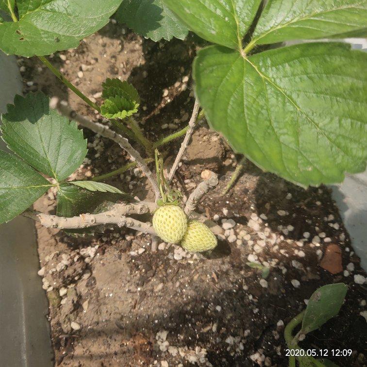 种植小技巧(记录生活记录美)