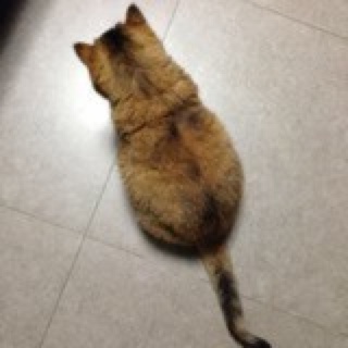 小葛儿