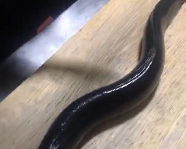 手艺不好奈何食材好的自制鳗鱼饭