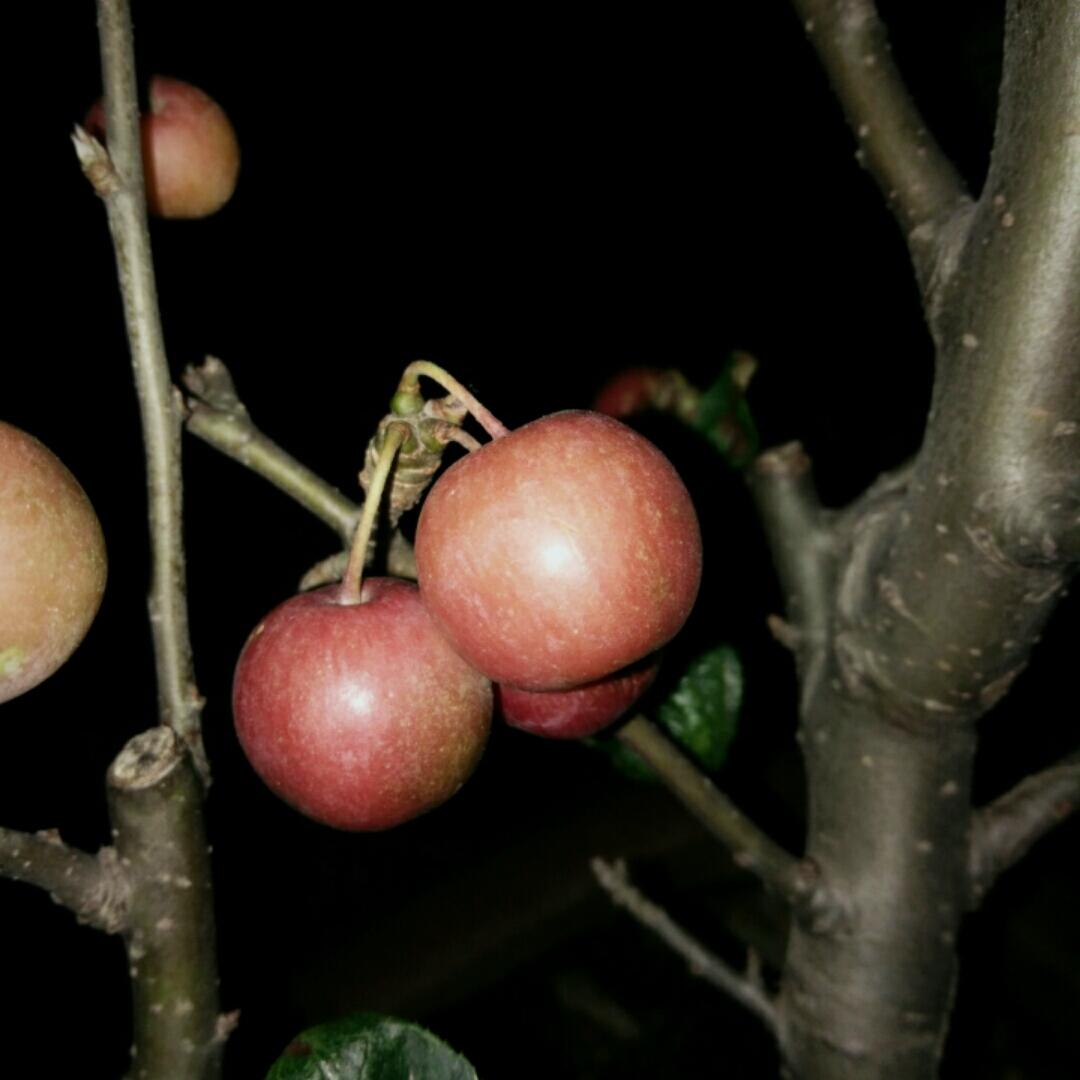 苏家的小吃货
