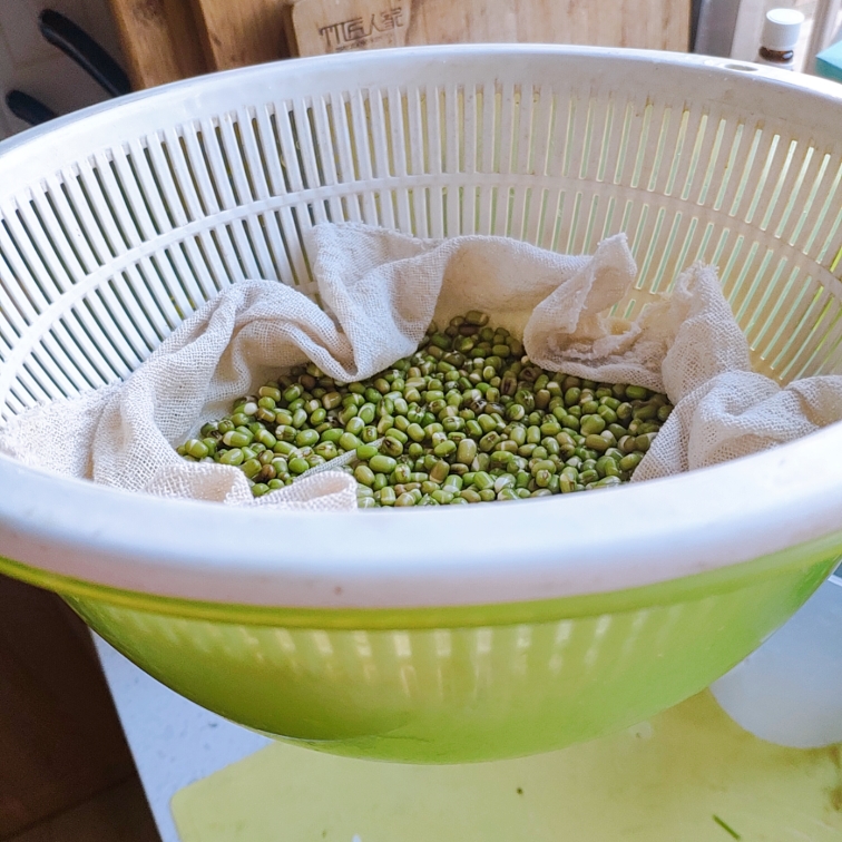 DIY生绿豆芽的做法 步骤8