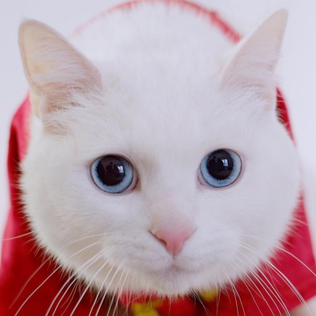 爱健康的花生米