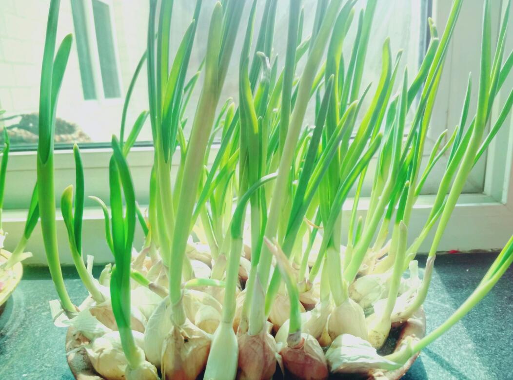 鸡蛋馒头炒蒜苗的做法