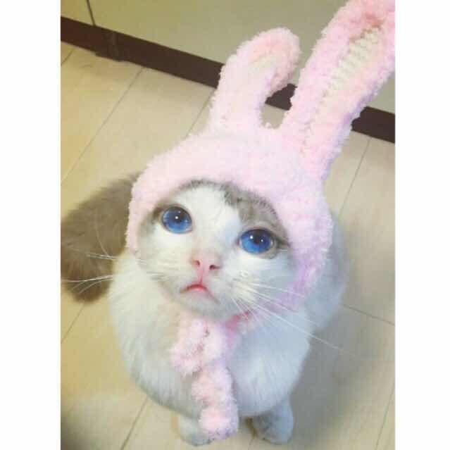 BABY宝大王