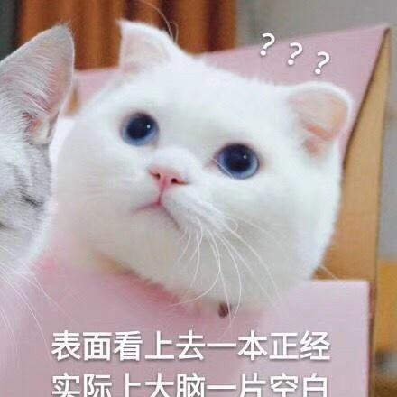 猫咪变身下厨房