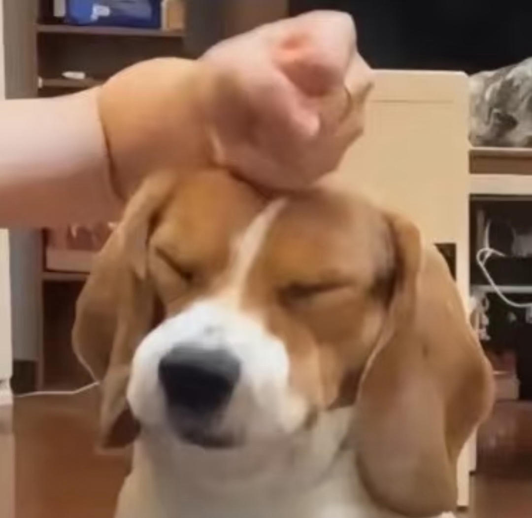 大吃特吃吃吃吃吃