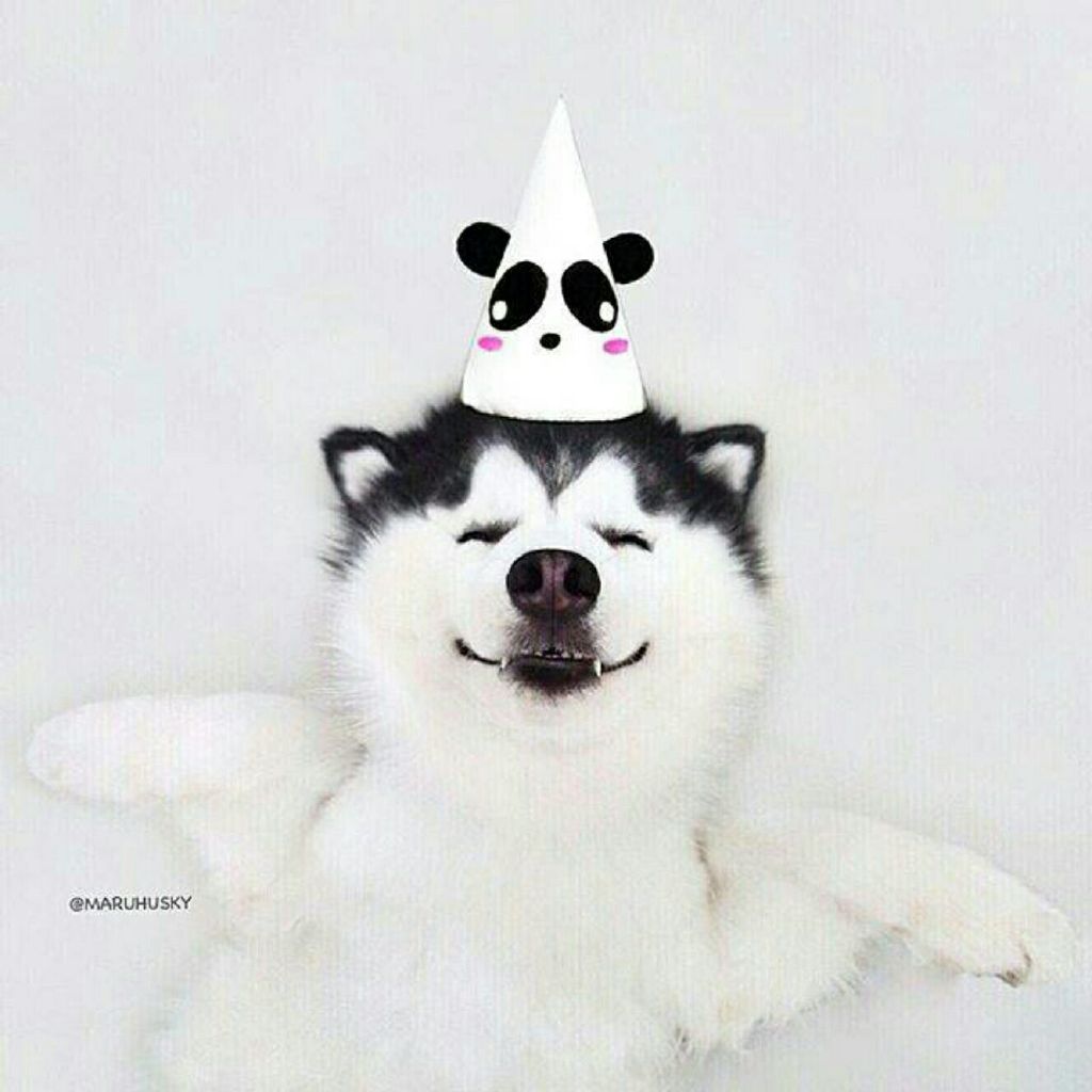 番茄不想再做好人QAQ