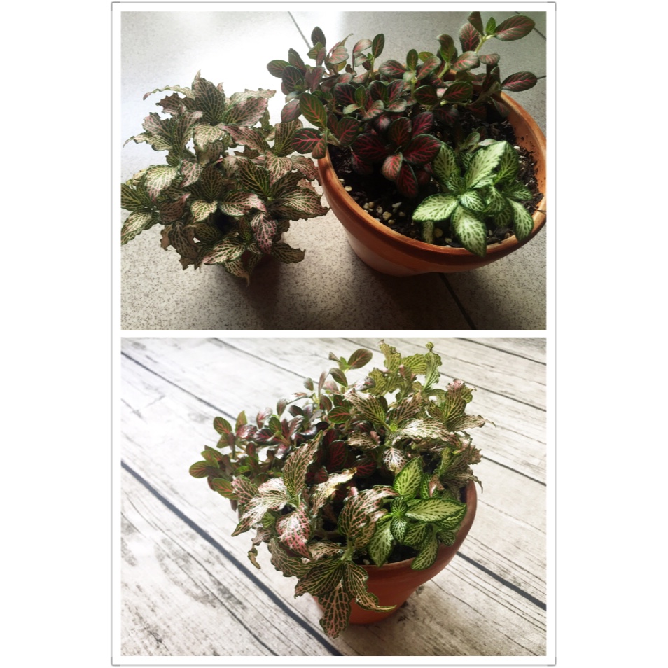 Lisa 香草種植記