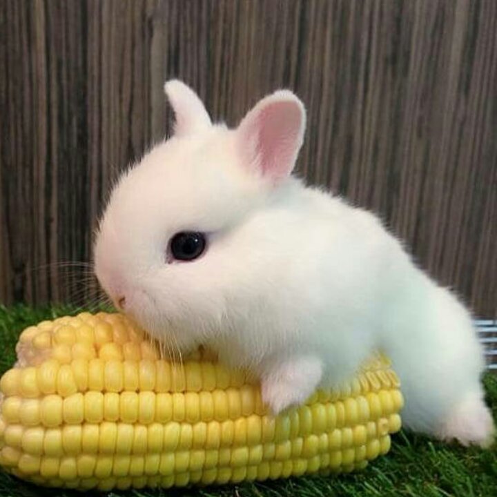 泷心