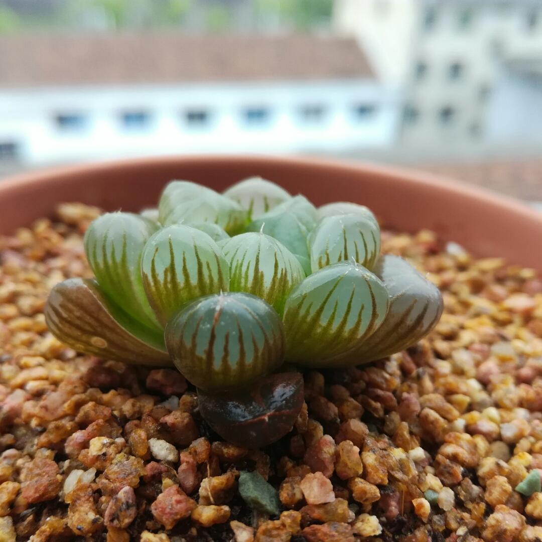 布裙