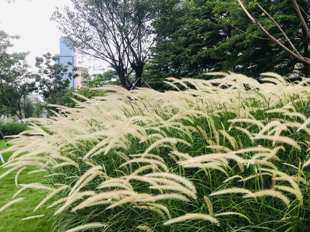 尾巴草