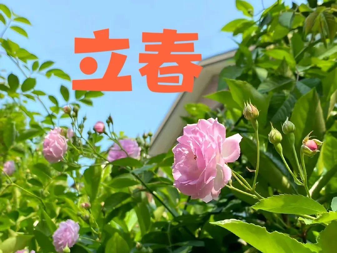 不言不语都是好风景