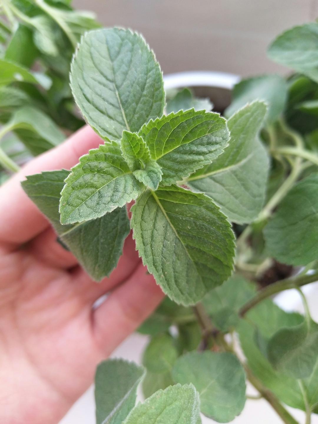 爱吃鱼的航宝做的薄荷种植手册,如何把你的薄荷养到爆盆