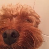 不爱说话的萝卜
