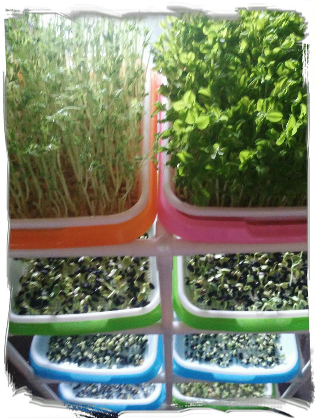 芽苗菜快速种植法（全程说明配图）