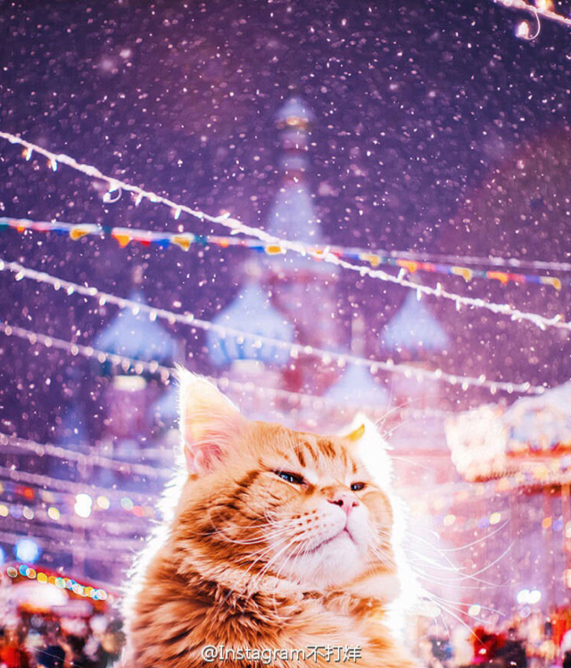 没碳水会死星人