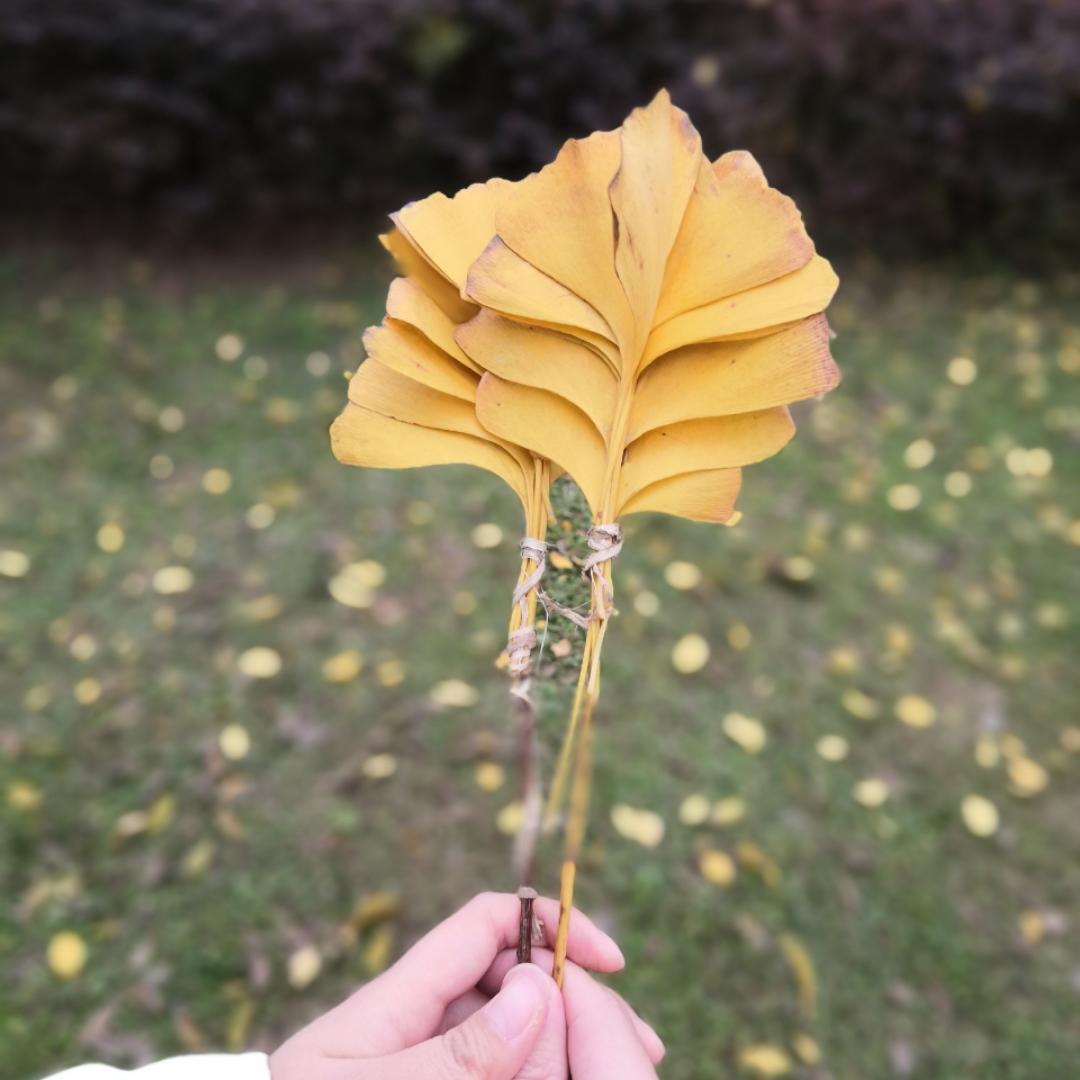 挖矿兔