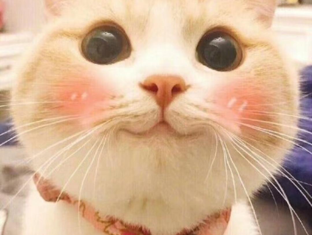 蛋壳十一
