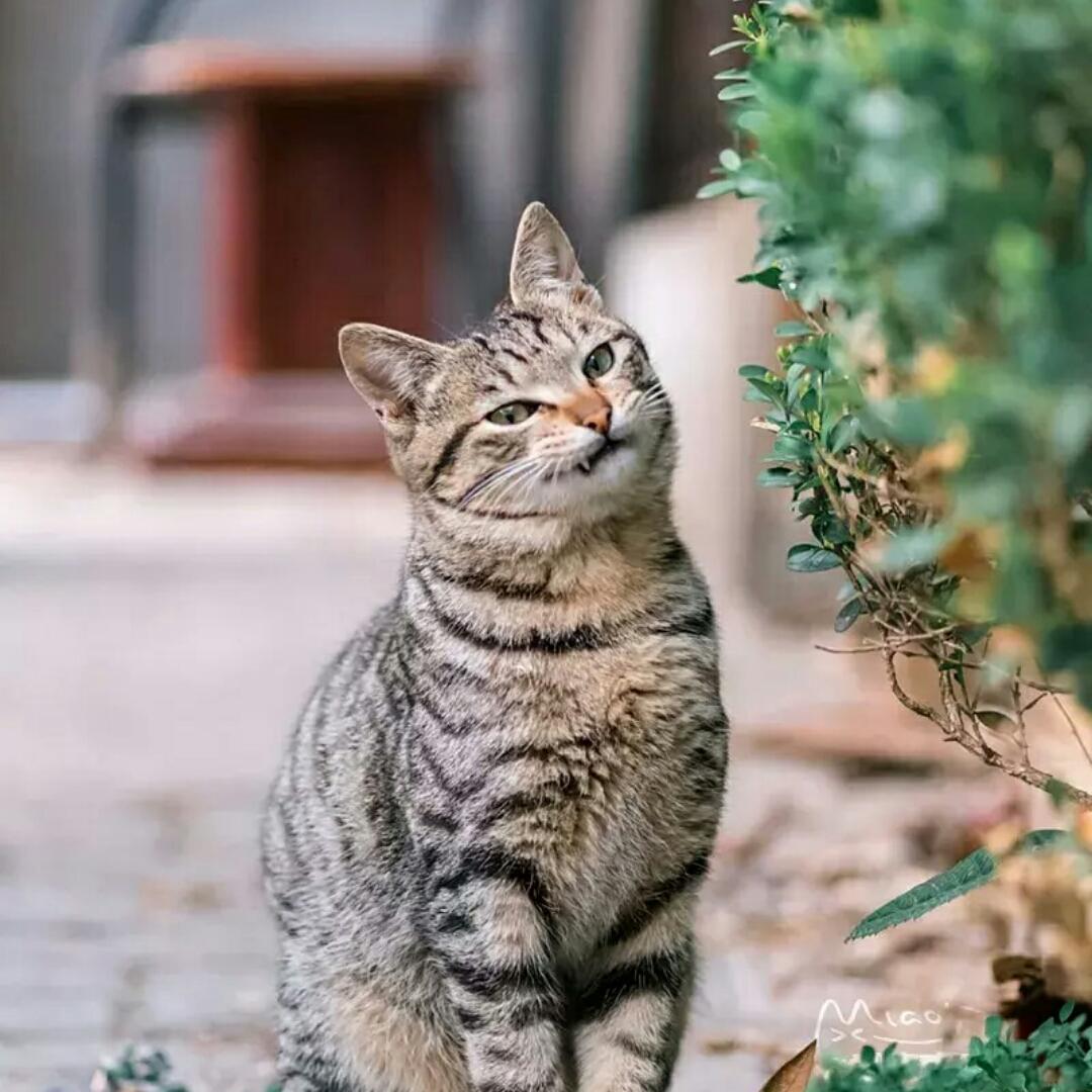好好学习努力做饭
