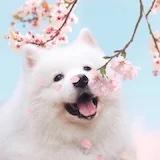 馋豆酱
