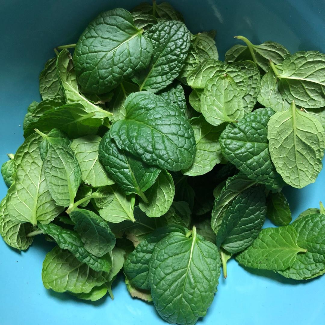 薄荷种植手册，如何把你的薄荷养到爆盆