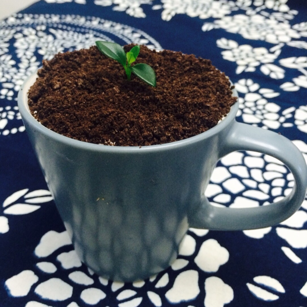 盆栽奶茶