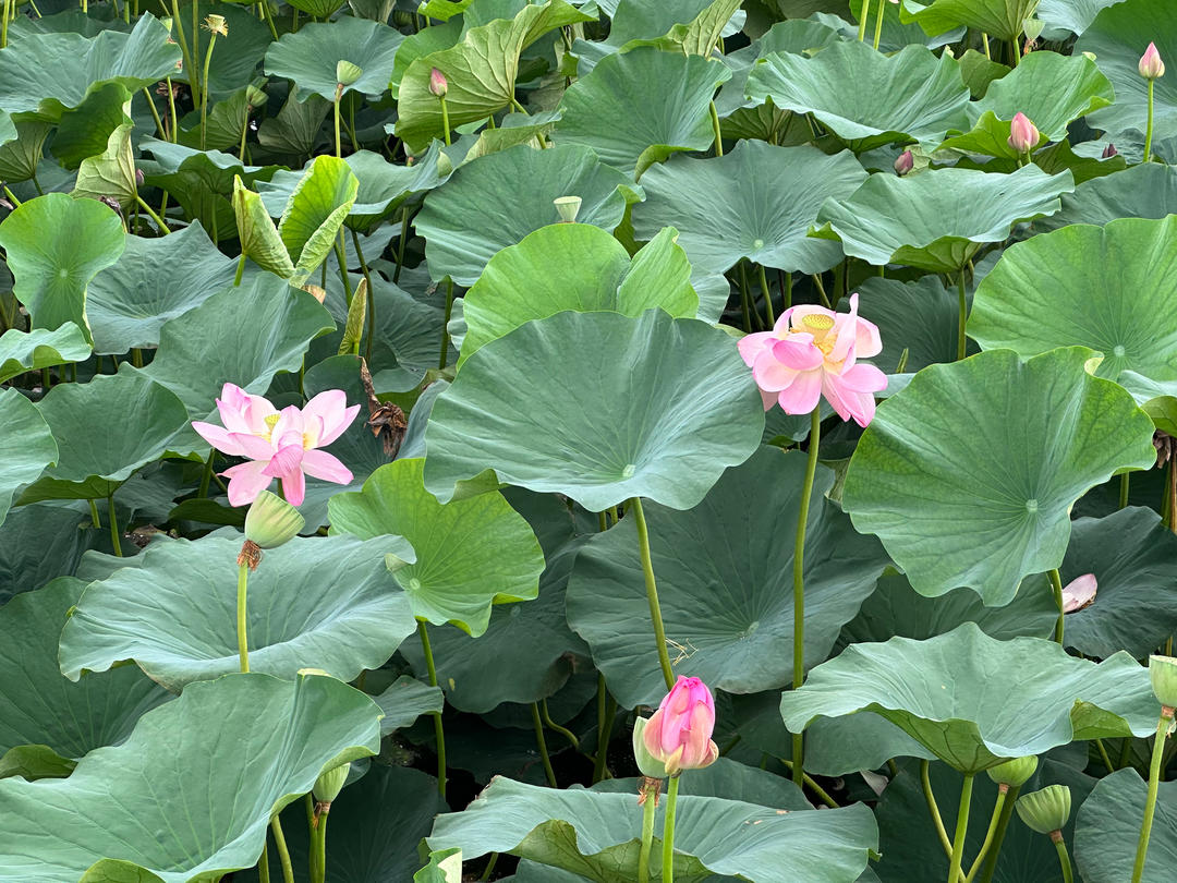 [孕妇食谱]莴笋炒虾仁