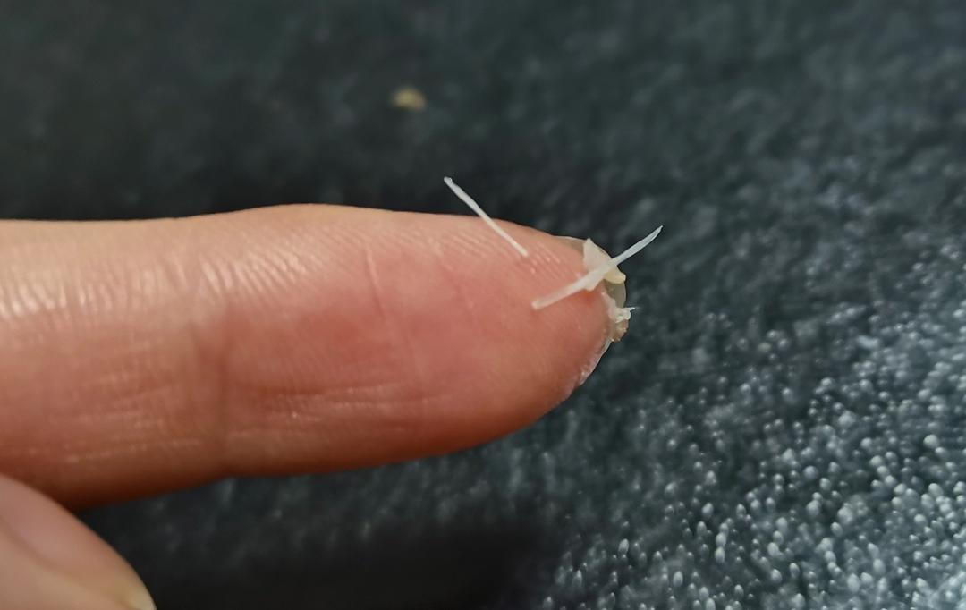 吃鱼不再小心翼翼-无刺鲫鱼