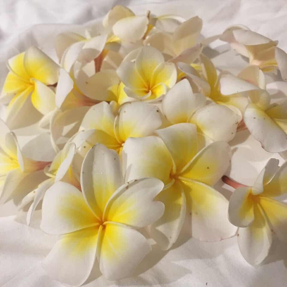 棉花菜