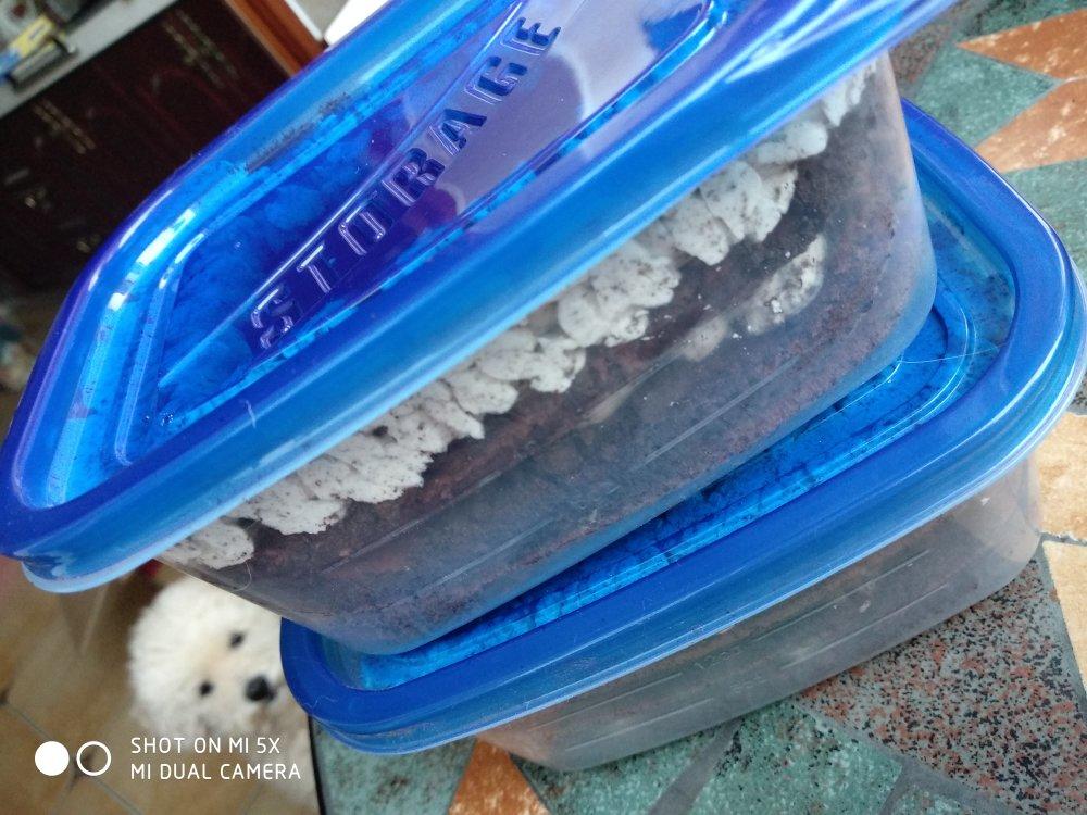 好吃到流泪的奥利奥咸奶油盒子蛋糕