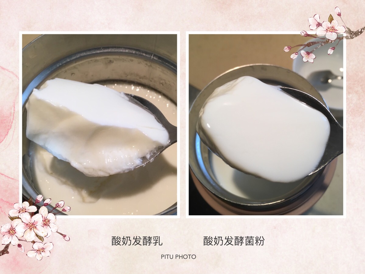 焖烧杯酸奶(酸奶发酵乳🆚菌粉)的做法