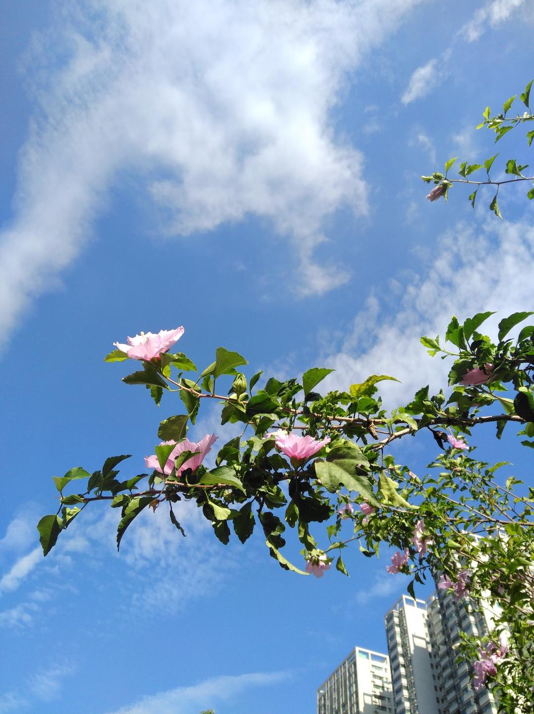 点滴生活，芬芳依然⁎˚♫
