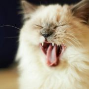 施-ceci系个肥妹仔