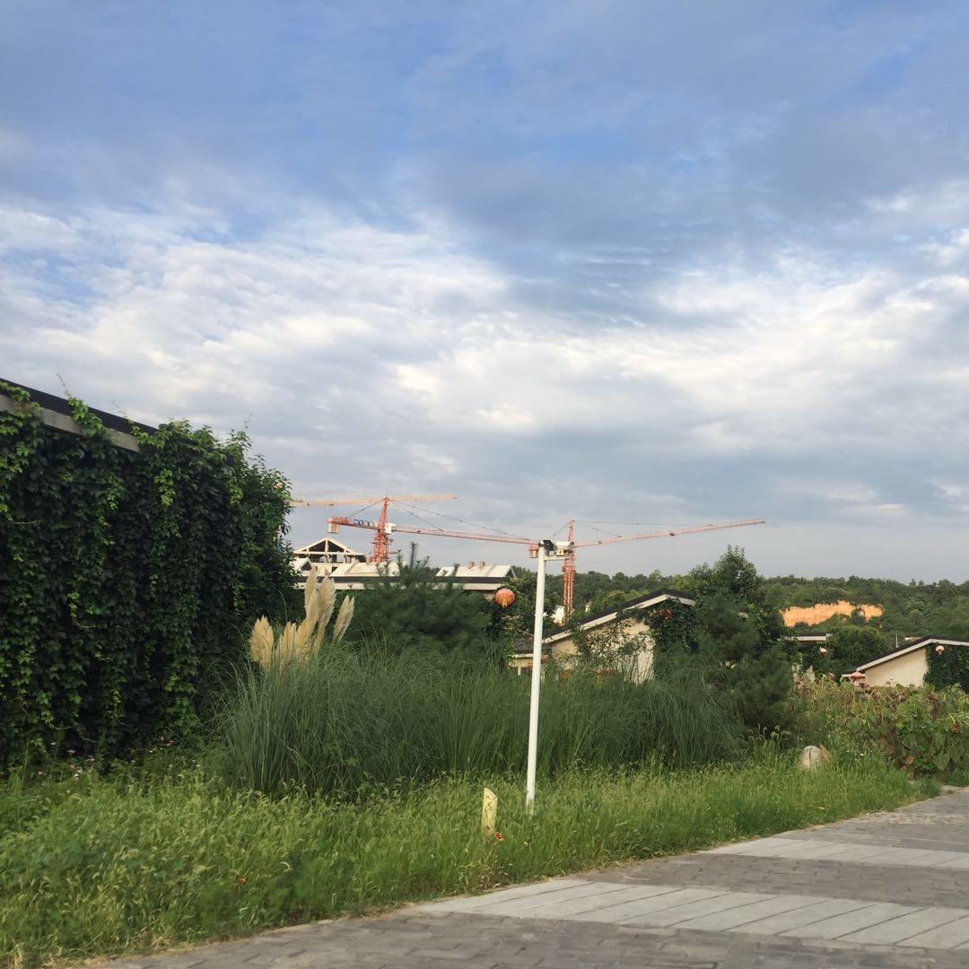 秀秀爱柠檬蛋糕5886