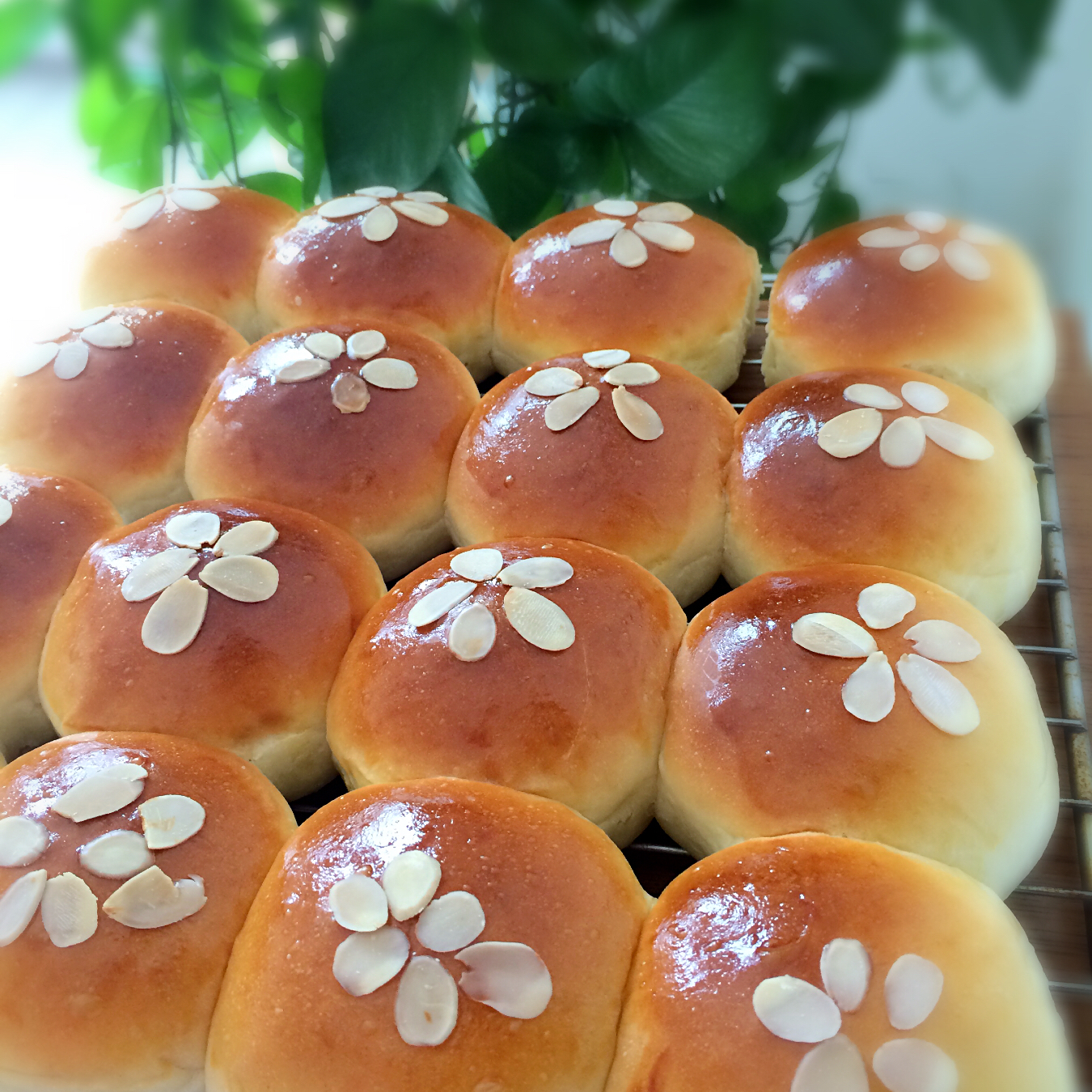 酸奶小餐包