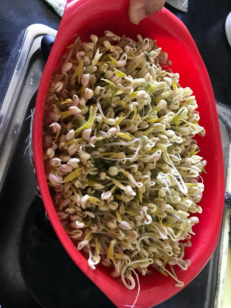 壹加贰做的自制豆芽