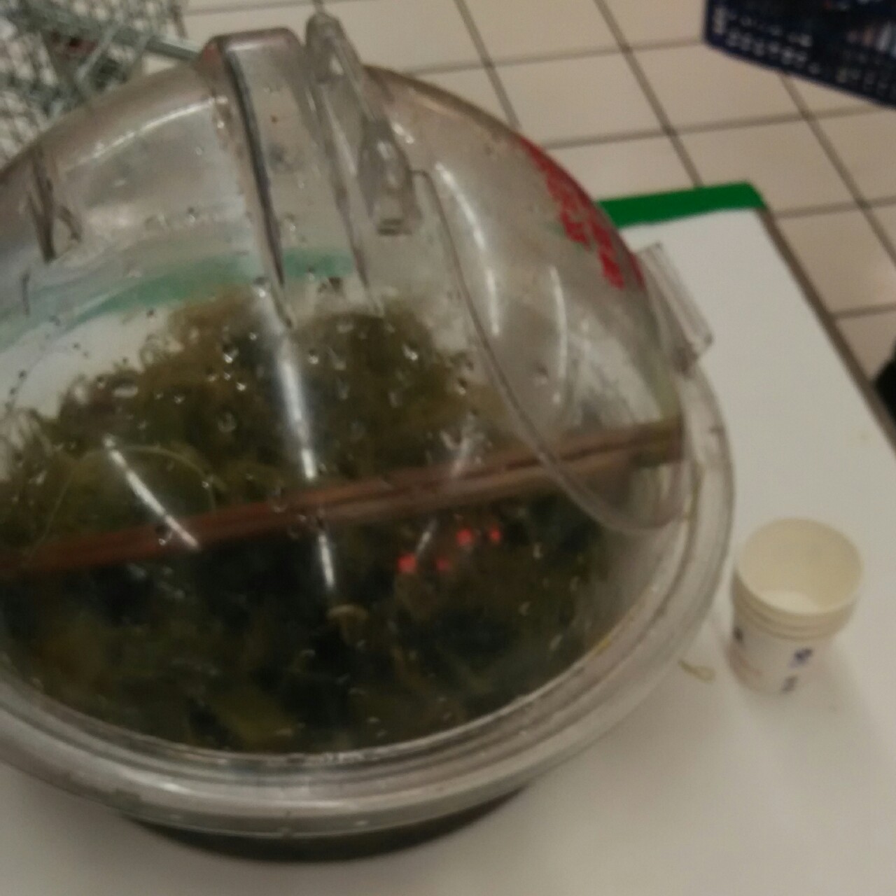 日式凉拌海草