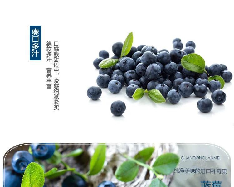 蓝莓酵素