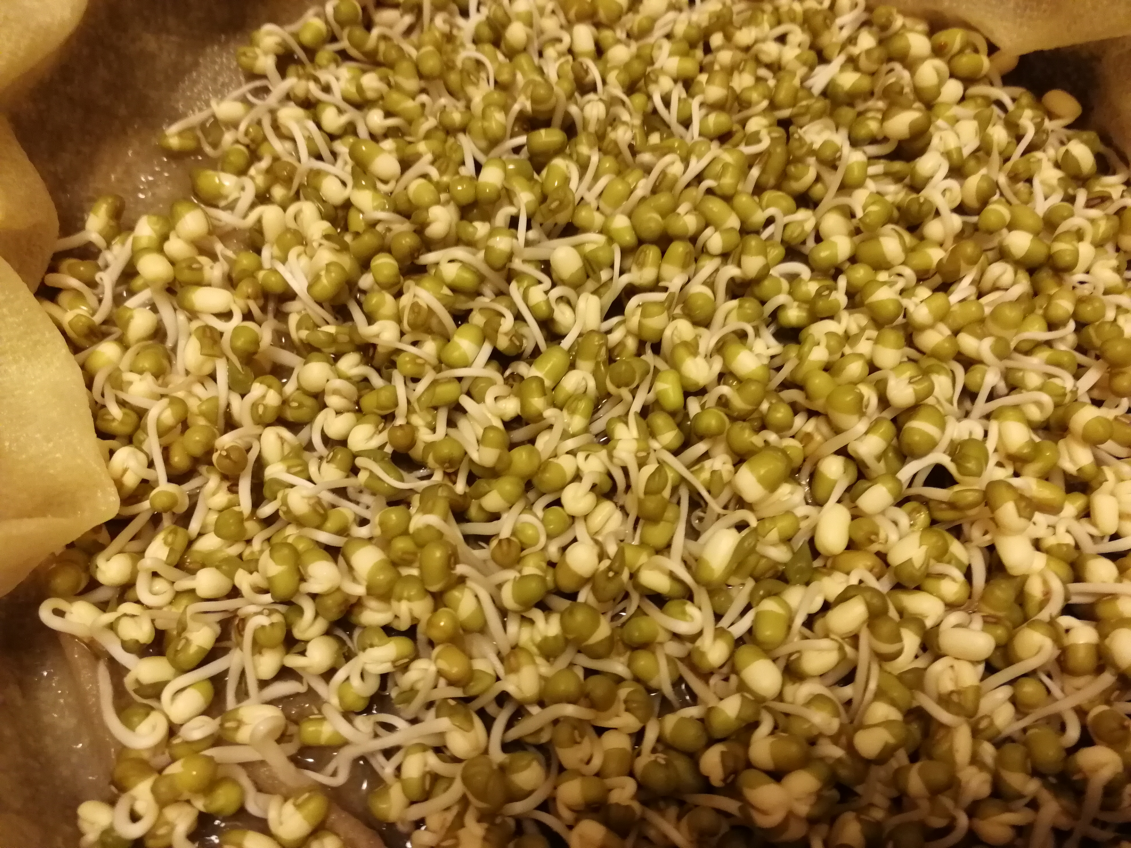 简易版发绿豆芽的做法 步骤3