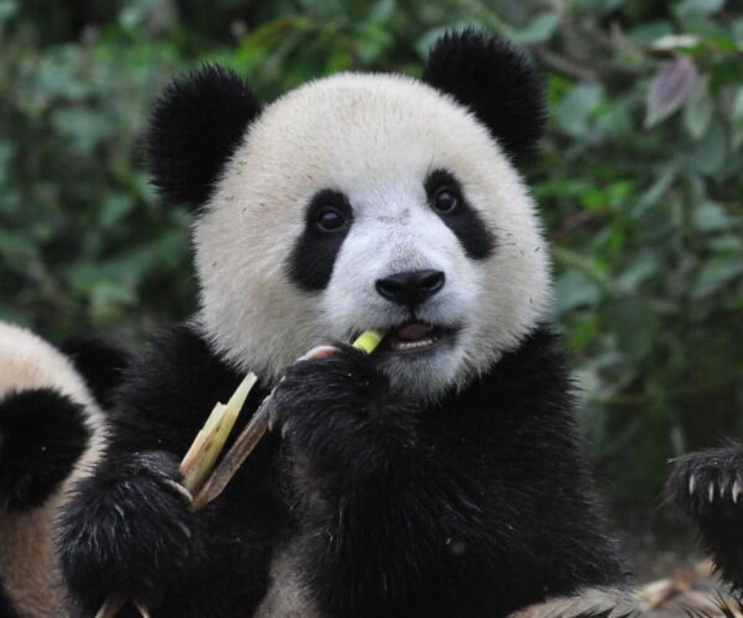 暴躁的树懒