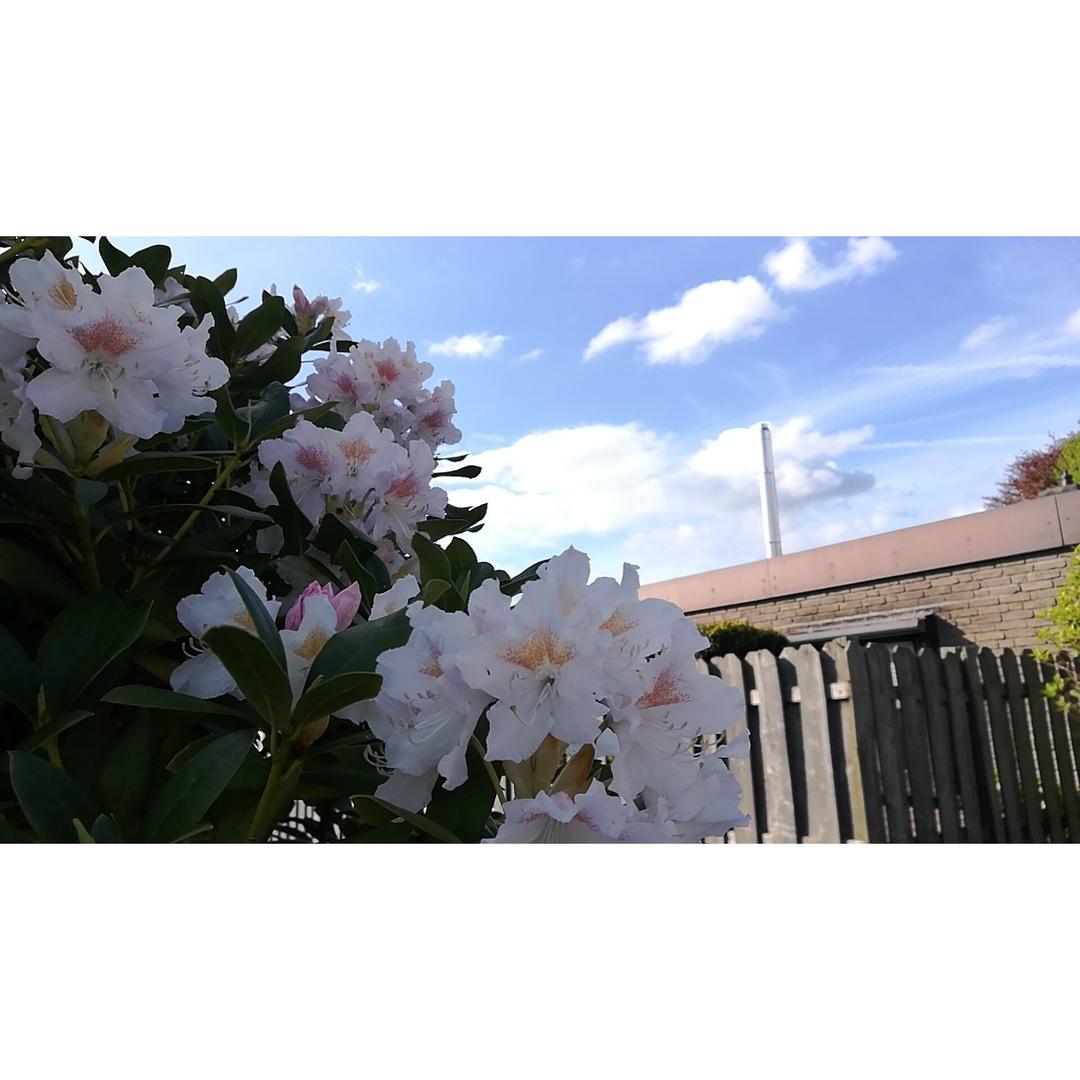 点滴生活，芬芳依然⁎˚♫