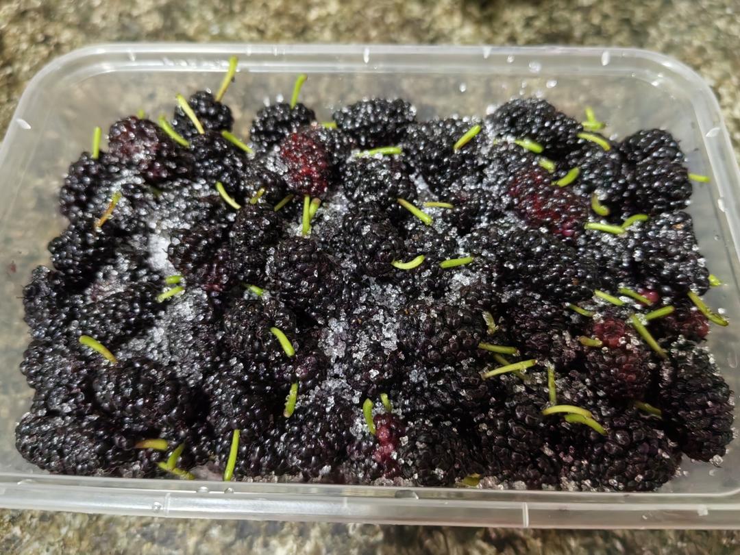 桑葚的保存：小甜品冰冻桑葚——中式茶点和甜品（七十五）