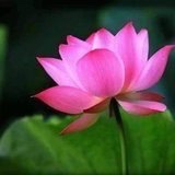 zhuo88
